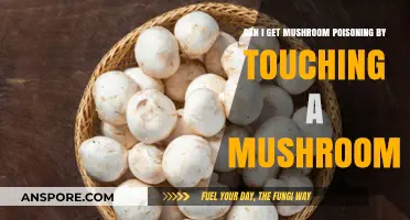 Touching Mushrooms: Can Skin Contact Lead to Poisoning Risks?