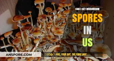 Where to Legally Obtain Mushroom Spores in the United States