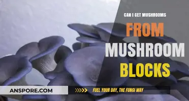 Growing Mushrooms from Blocks: A Beginner's Guide to Harvesting Success