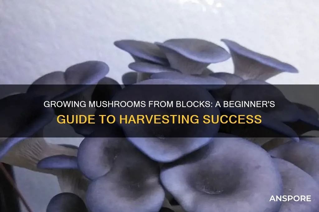 can i get mushrooms from mushroom blocks