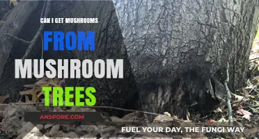 Do Mushroom Trees Really Produce Edible Mushrooms? Facts Revealed