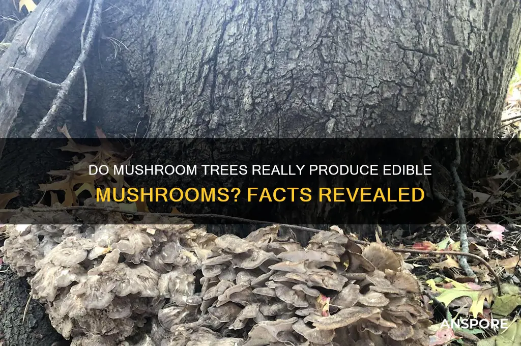 can i get mushrooms from mushroom trees