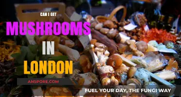 Where to Find Fresh Mushrooms in London: A Comprehensive Guide