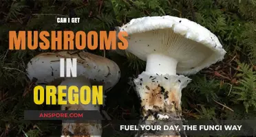 Exploring Oregon's Mushroom Scene: Where and How to Find Them