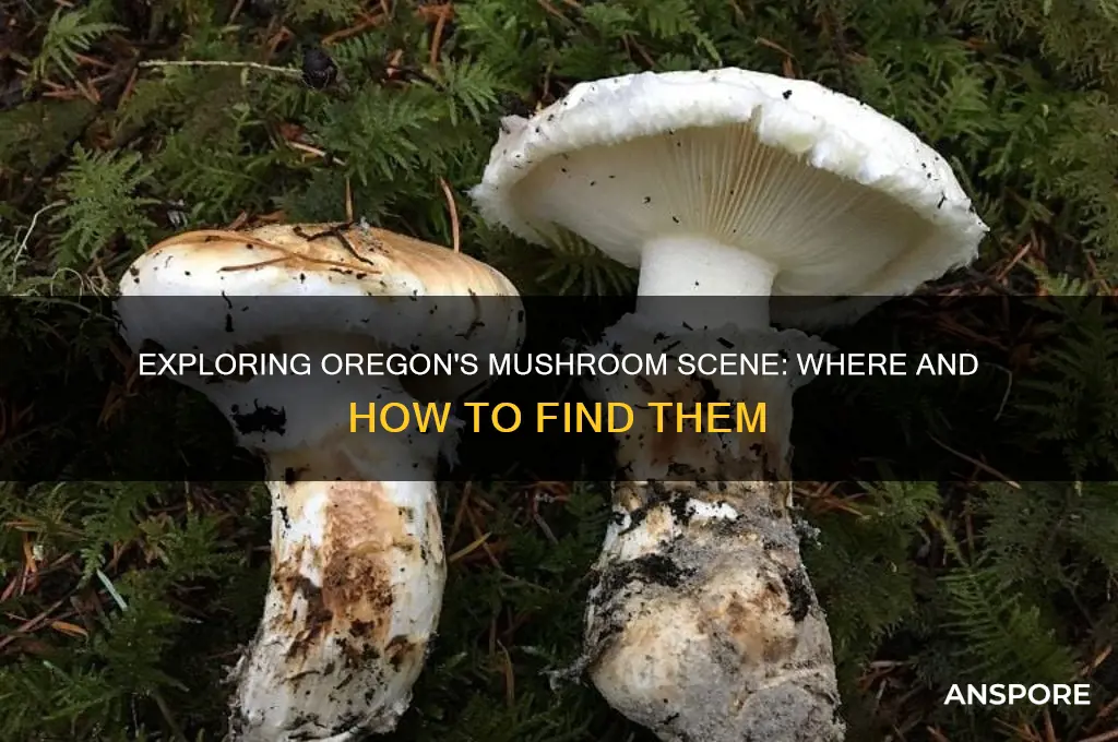 can i get mushrooms in oregon