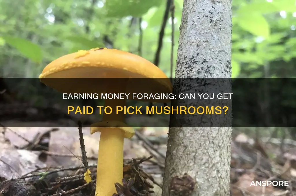 can i get paid to pick mushrooms
