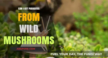 Wild Mushroom Risks: Parasite Dangers and Safe Foraging Practices