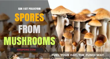 Can You Extract Psilocybin Spores from Mushrooms? A Guide