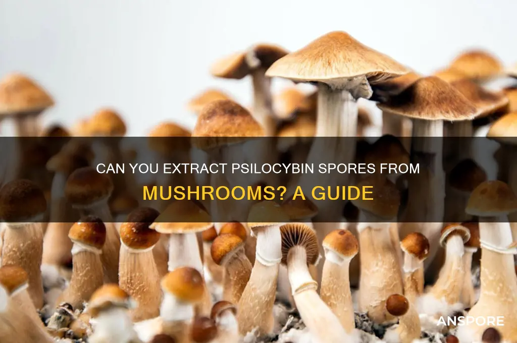 can i get psilocybin spores from mushrooms