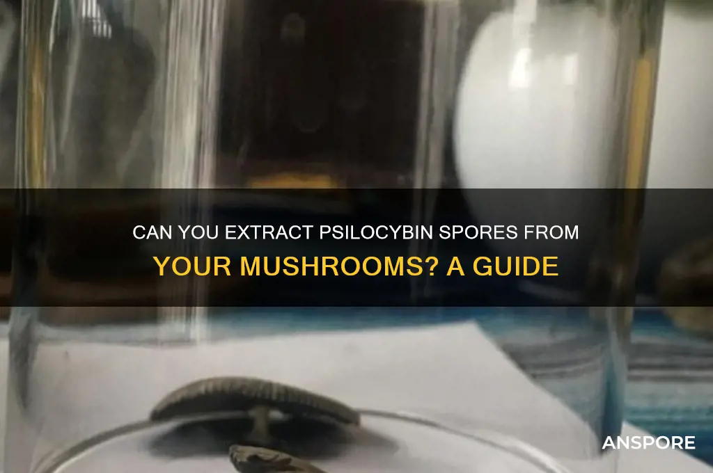 can i get psilocybin spores from my myshrooms