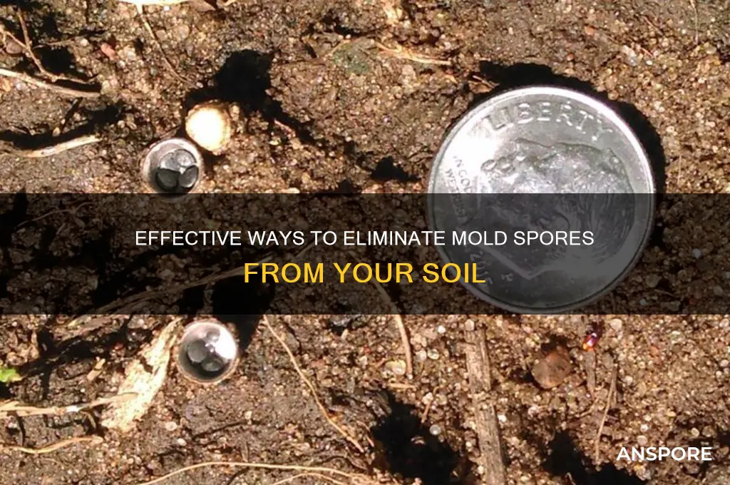 can i get rid of mold spores in my soil