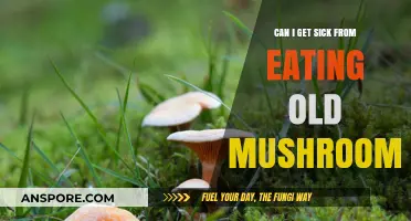 Old Mushrooms: Risks of Eating Expired Fungi and Potential Illness