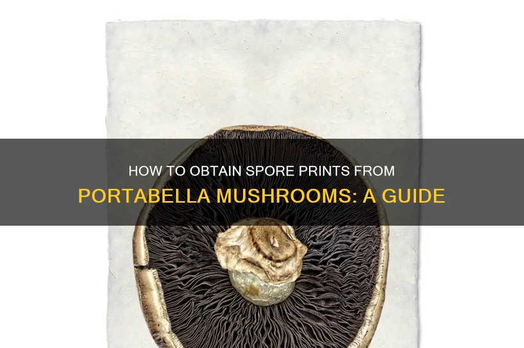 can i get spore print from portabella mushrooms