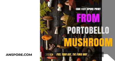 How to Obtain Spore Prints from Portobello Mushrooms: A Guide
