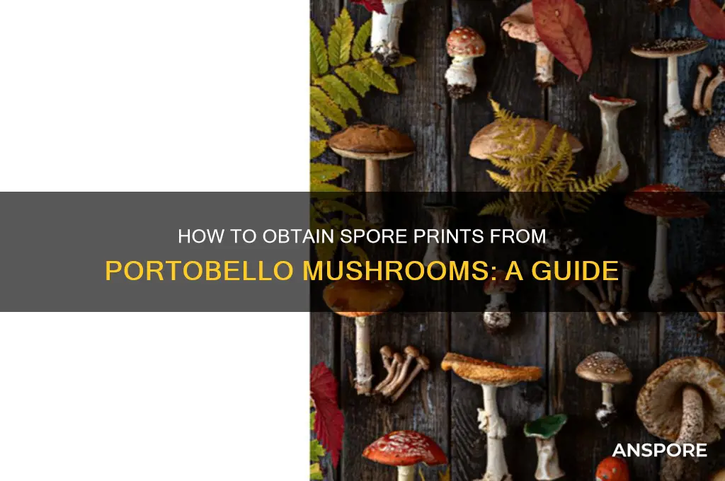 can i get spore print from portobello mushrooms