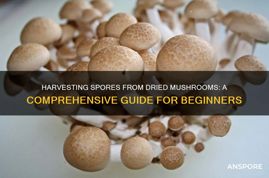can i get spores from dried mushrooms