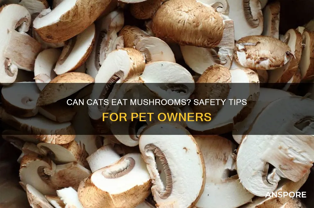 can i give my cat mushrooms