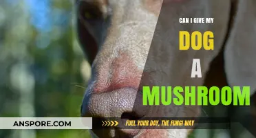 Can Dogs Eat Mushrooms? A Guide to Safe Fungal Treats