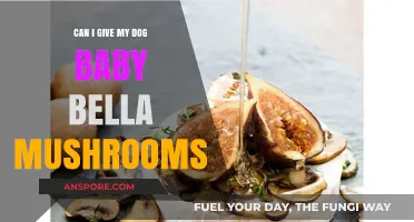 Can Dogs Eat Baby Bella Mushrooms? Safety and Benefits Explained