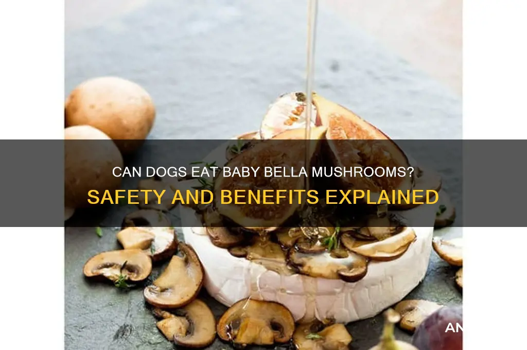 can i give my dog baby bella mushrooms