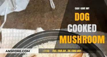 Cooked Mushrooms for Dogs: Safe or Risky? Expert Advice