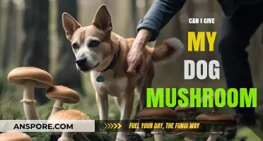 Can Dogs Eat Mushrooms? Safety Tips for Pet Owners
