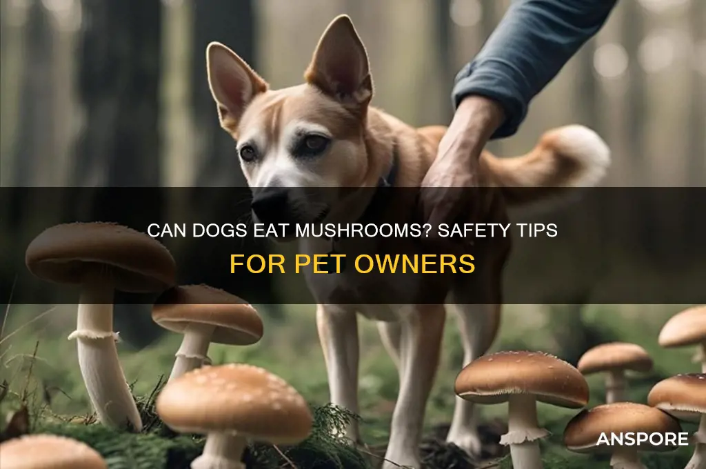 can i give my dog mushrooms