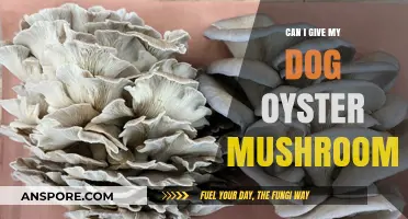 Are Oyster Mushrooms Safe for Dogs? A Pet Owner's Guide