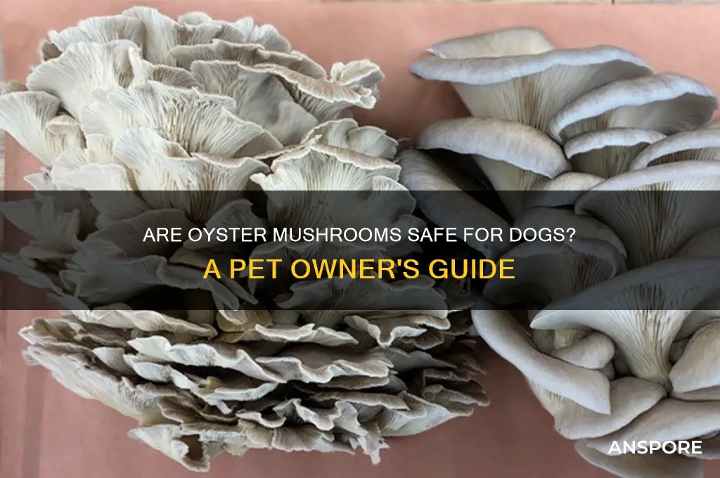 can i give my dog oyster mushrooms