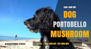 Are Portobello Mushrooms Safe for Dogs? A Pet Owner's Guide