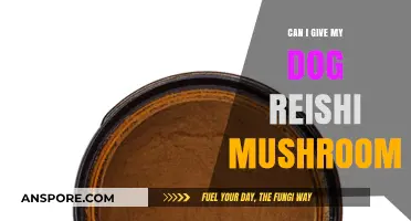 Reishi Mushrooms for Dogs: Safe, Beneficial, or Risky?