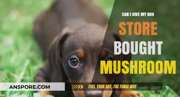 Are Store-Bought Mushrooms Safe for Dogs? A Pet Owner's Guide