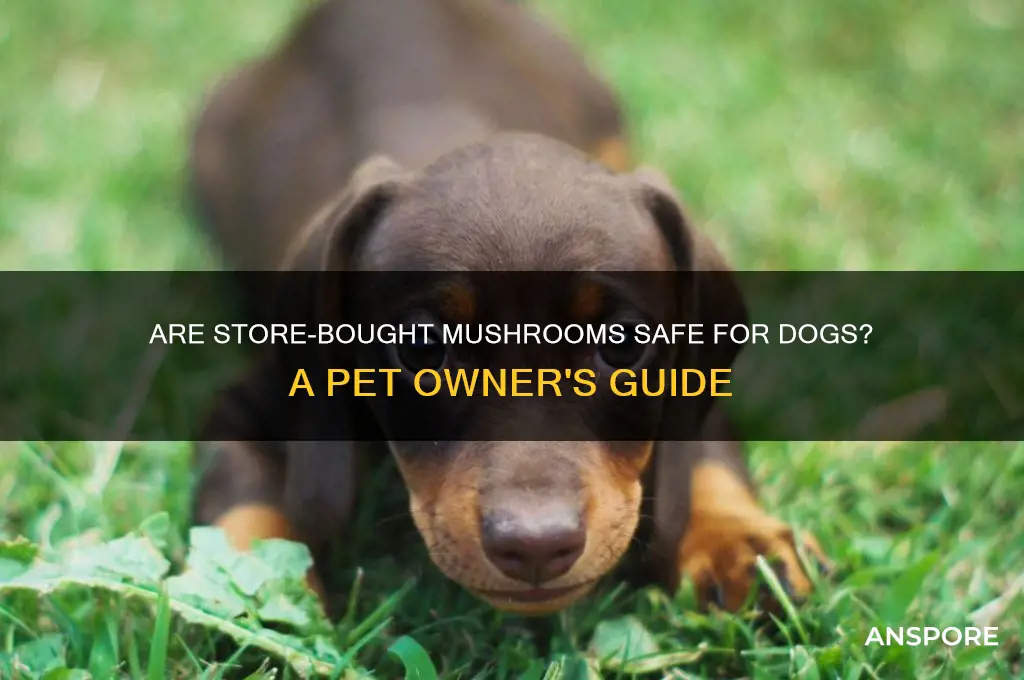 can i give my dog store bought mushrooms