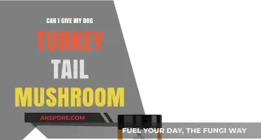 Is Turkey Tail Mushroom Safe for Dogs? A Pet Owner's Guide