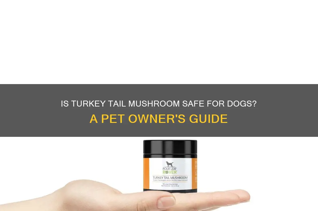 can i give my dog turkey tail mushroom