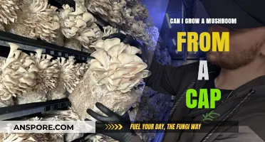 Growing Mushrooms from Caps: A Beginner's Guide to Cultivation Success