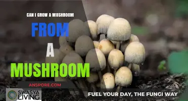 Growing Mushrooms from Mushrooms: A Simple Guide to Cultivation