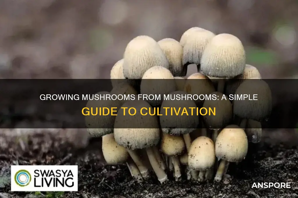 can i grow a mushroom from a mushroom