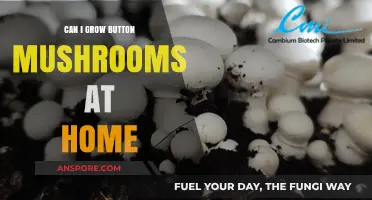 Growing Button Mushrooms at Home: A Beginner's Guide to Success