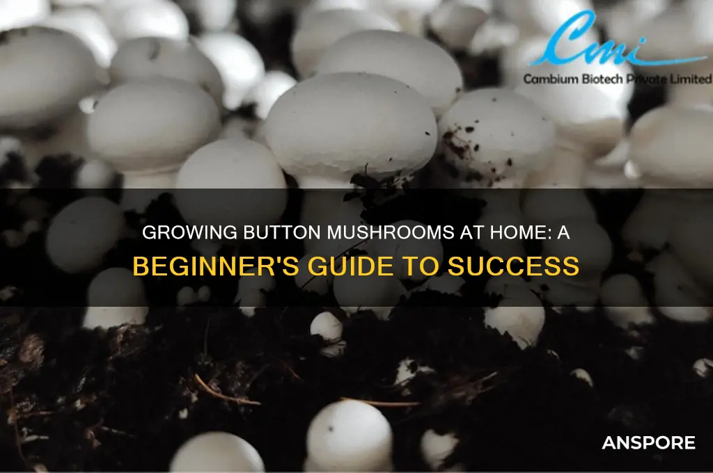 can i grow button mushrooms at home