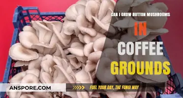 Growing Button Mushrooms in Coffee Grounds: A Sustainable Gardening Guide