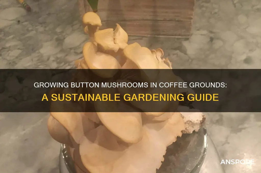 can i grow button mushrooms in coffee grounds