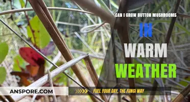 Growing Button Mushrooms in Warm Climates: Tips and Tricks