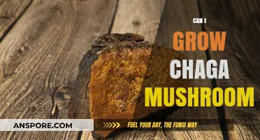 Growing Chaga Mushrooms: A Beginner's Guide to Cultivating This Superfood
