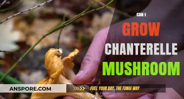 Growing Chanterelle Mushrooms: Tips for Cultivating This Delicate Forest Fungus