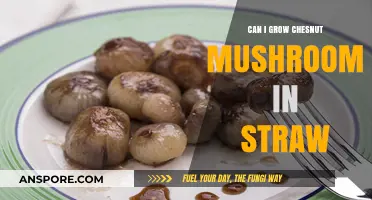 Growing Chestnut Mushrooms in Straw: A Beginner's Guide to Success