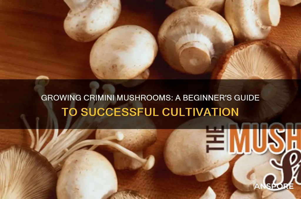 can i grow crimini mushrooms