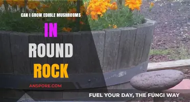 Growing Edible Mushrooms in Round Rock: Tips and Tricks