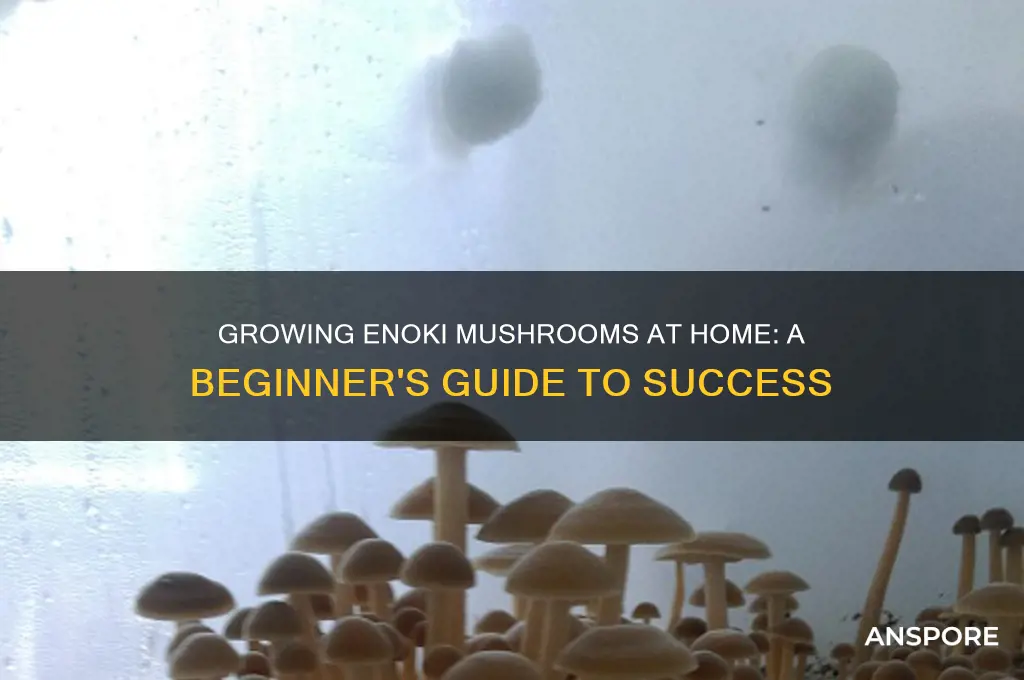 can i grow enoki mushrooms