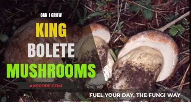 Growing King Bolete Mushrooms: Tips and Techniques for Success